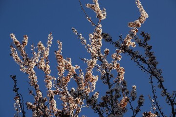 a beautiful tree blooming in the spring or autumn in the garden of my house