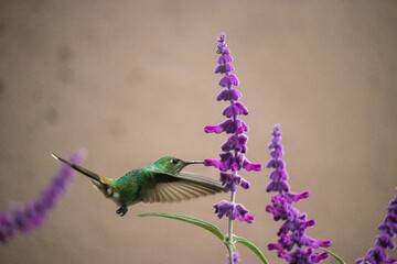 hummingbird eating nectar © willymona
