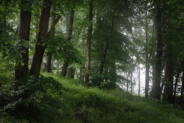 Ancient green trees in a morning fog, close-up. The hills of deciduous forest at sunrise. Dark atmospheric landscape. Ecology, eco tourism, environmental conservation in Europe