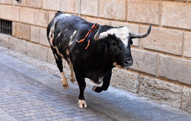 spanish black bull