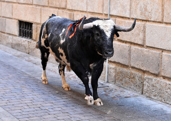 toro negro español en una plaza de toros durante un espectaculo de toreo