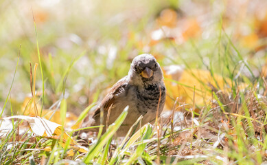 Close up of a little finch in the morning sun in Prospect Park