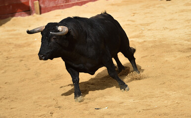 spanish black bull