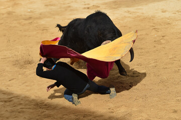 spanish black bull