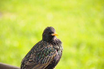 bird in the city park