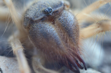 Spider eyes macro close-up