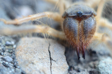 Spider eyes macro close-up