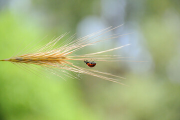 Ladybug on a wheat 