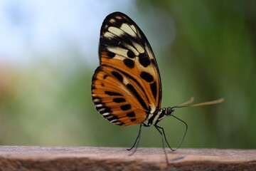 Schöner Schmetterling Falter makro Braunfleckiger Perlmuttfalter Flügelschlag flattern wunderschön orange schwarz weiß blau Holz Baum Bäume Pflanze Holz blau cyan