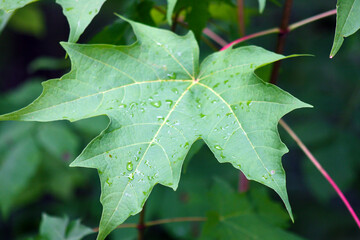 green leaf with water drops