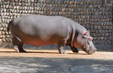 hippopotamus in the zoo