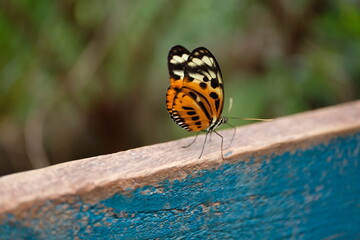 Schöner Schmetterling Falter makro Braunfleckiger Perlmuttfalter Flügelschlag flattern...