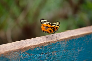 Schöner Schmetterling Falter makro Braunfleckiger Perlmuttfalter Flügelschlag flattern...