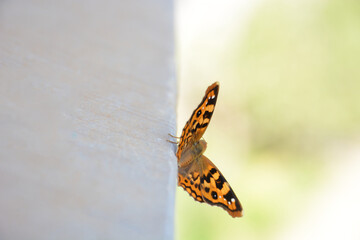 butterfly on a stone