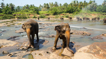 Elephants in Pinnawala, Sri Lanka