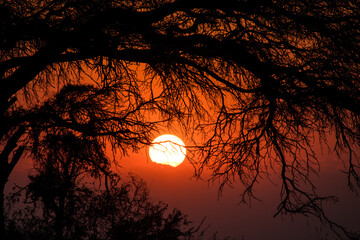 sunrise behind tree © willymona