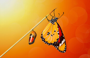 Closeup   beautiful  Monarch Butterfly and  Chrysalis