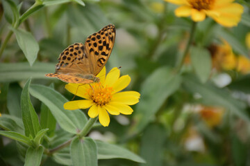 butterfly on yellow flower