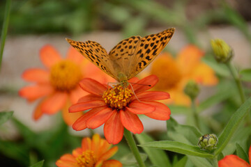 Fototapeta na wymiar butterfly on yellow flower