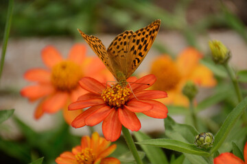 butterfly on yellow flower
