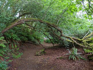 path in the forest