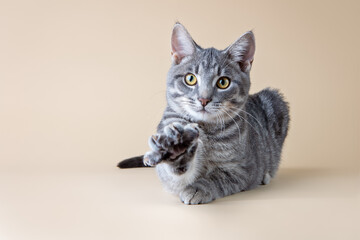 Obraz premium portrait of a cat in a studio
