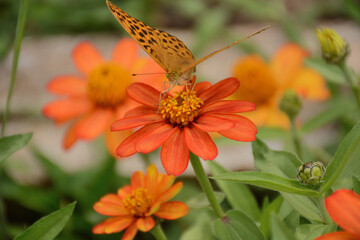 butterfly on yellow flower