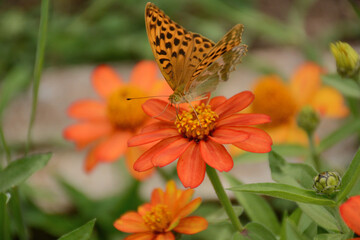 butterfly on yellow flower