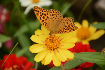butterfly on yellow flower