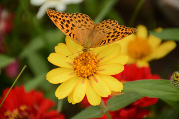 Obraz premium butterfly on yellow flower