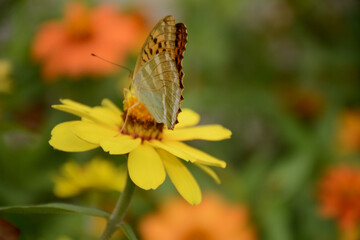 butterfly on yellow flower