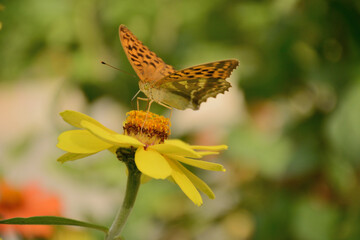 butterfly on yellow flower