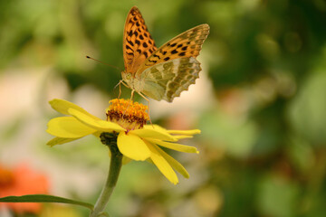 butterfly on yellow flower