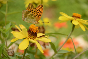 butterfly on yellow flower