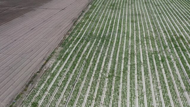 Ankara's Mountain Landscape And Sheep Herds