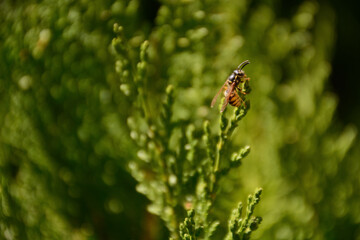 Wild bee on a green leaf of everlasting tree