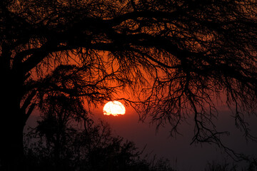 sunrise behind tree © willymona