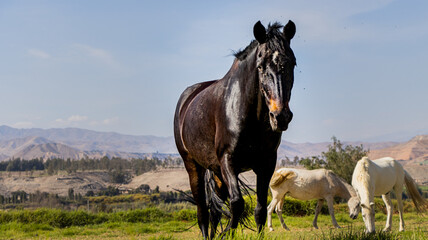 horse in the meadow