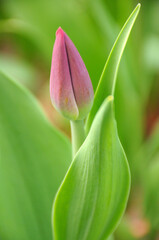 Pink tulip, green leaves, park.