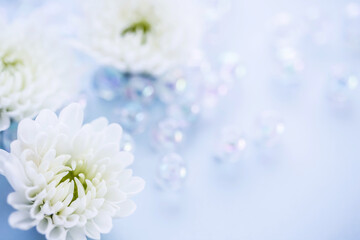 菊　白い花の背景素材 - obrazy, fototapety, plakaty