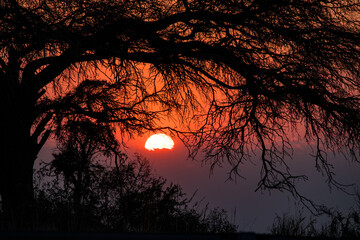 sunrise behind tree © willymona