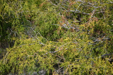 green grass in the forest