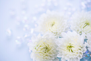 菊　白い花の背景素材