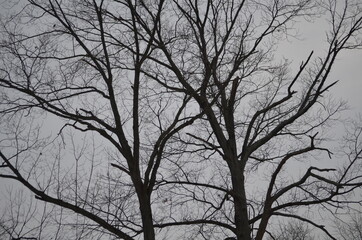 dead tree in winter