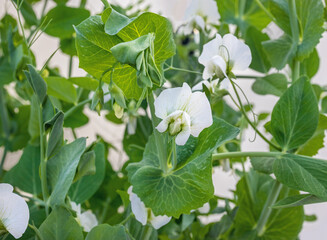 Obraz premium Multiple white pea blossoms in front of soft green plants. Snap pea plant grown from seed, started in spring. Several stages of flowers and tendrils visible.