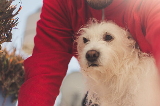 perro asustado cubri&eacute;ndose con su due&ntilde;o