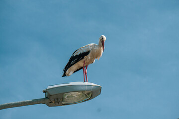 White Stork standing on lantern.