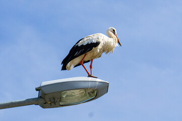 White Stork standing on lantern.