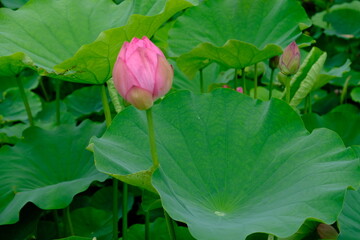 Kyoto Japan - Toji Buddhist temple lake with water lilies