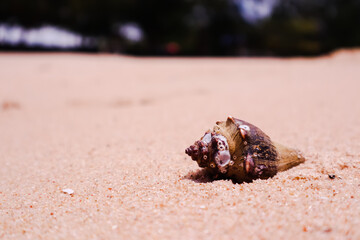 hermit crab on the beach